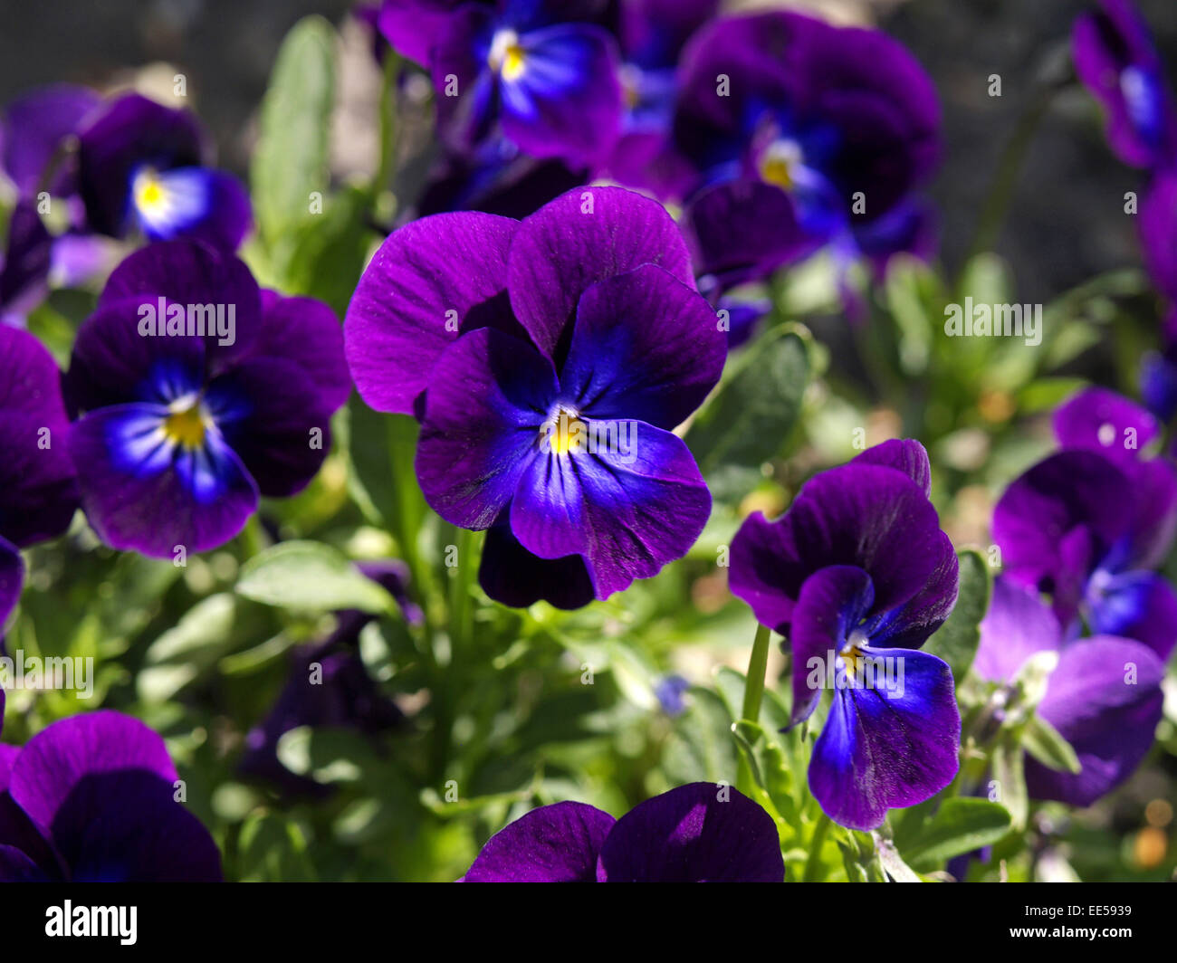 Stiefmuetterchen, Viola spec, Blueten, Lila, Zierpflanzen, Wildpflanzen