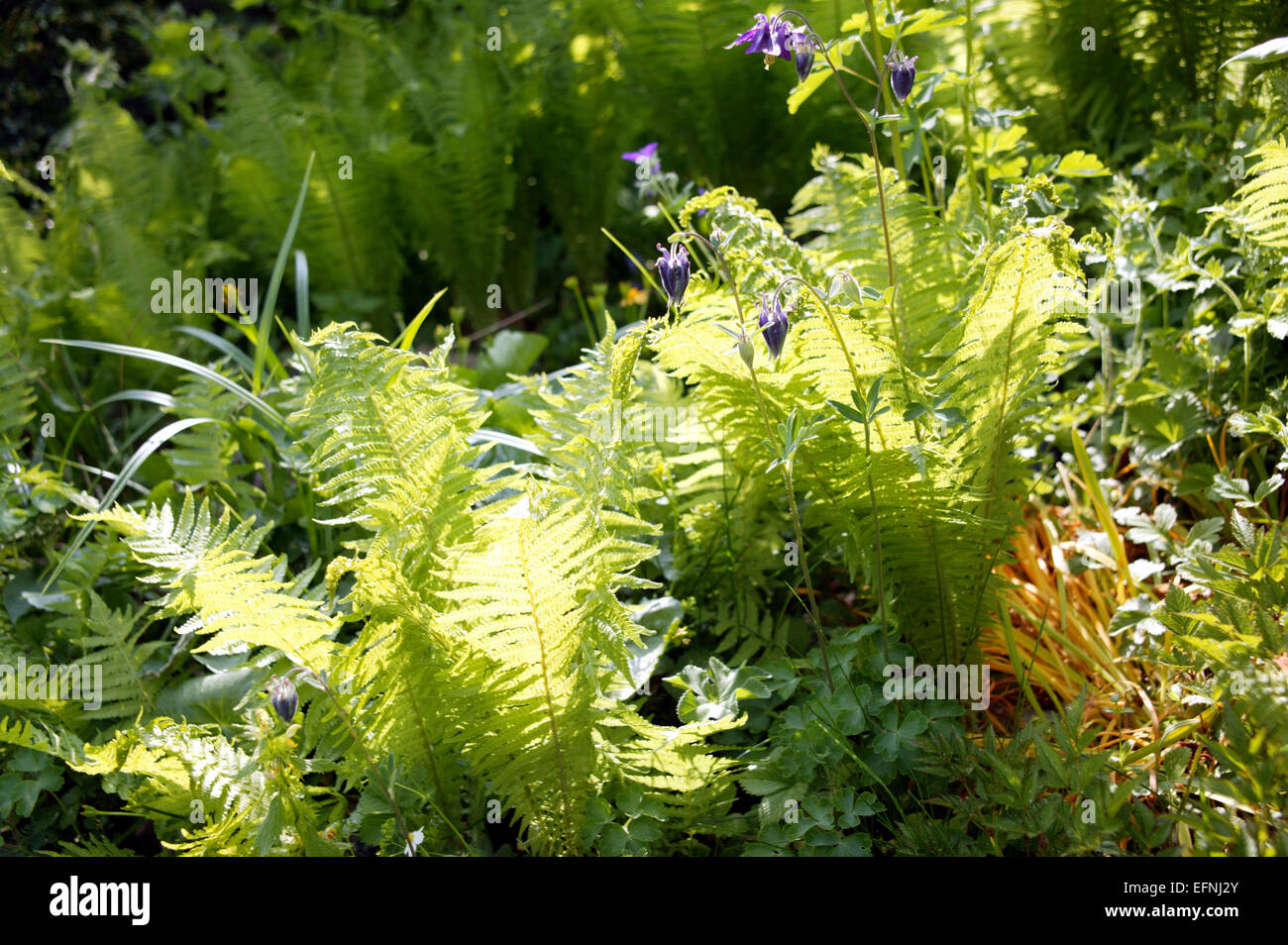 Farn, Blatt, Blaetter, Botanik, Farbe, Farne, Garten, Gaerten, Gruen