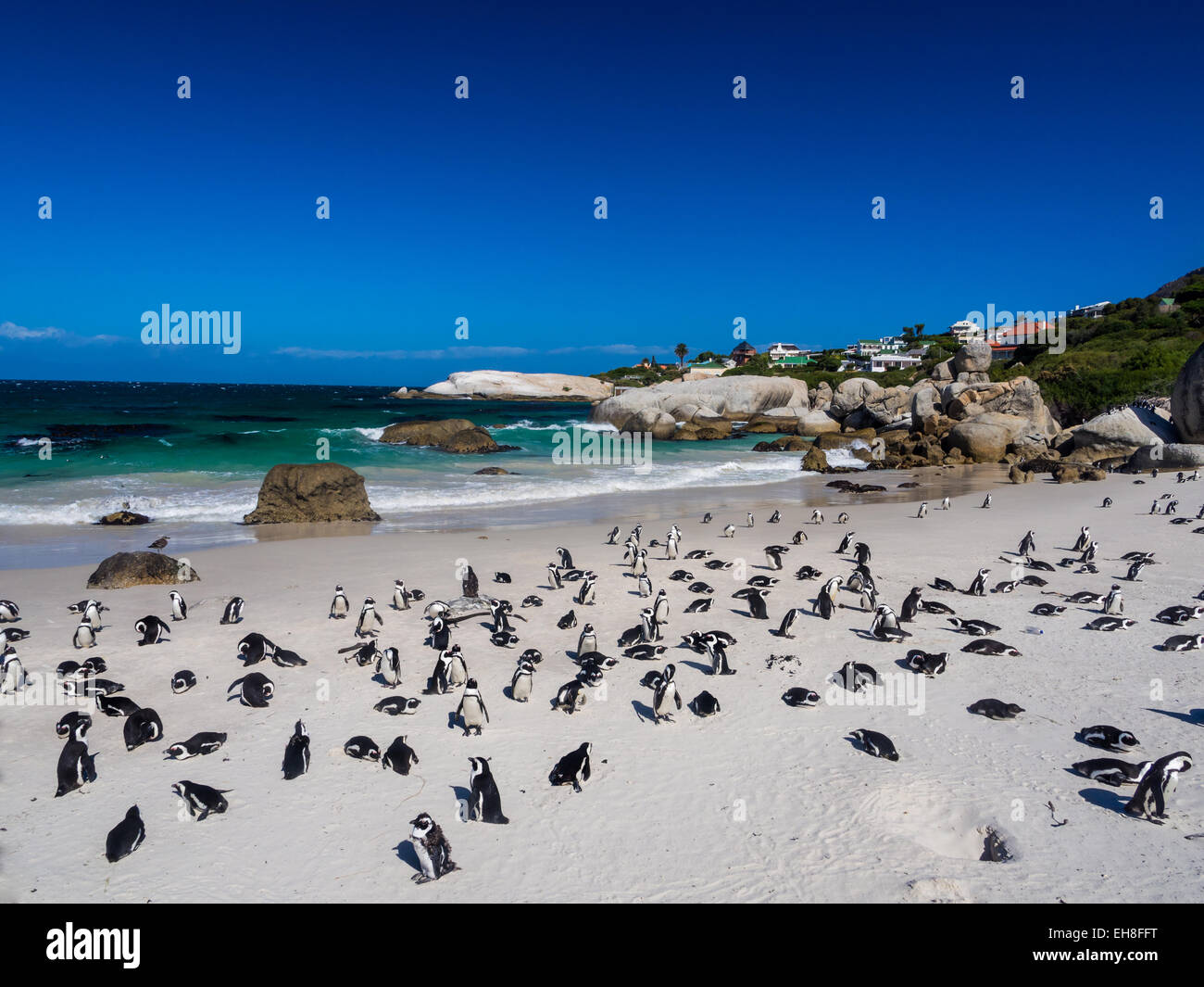 Kolonie Von Afrikanischen Pinguine Am Boulders Beach In Simons Town