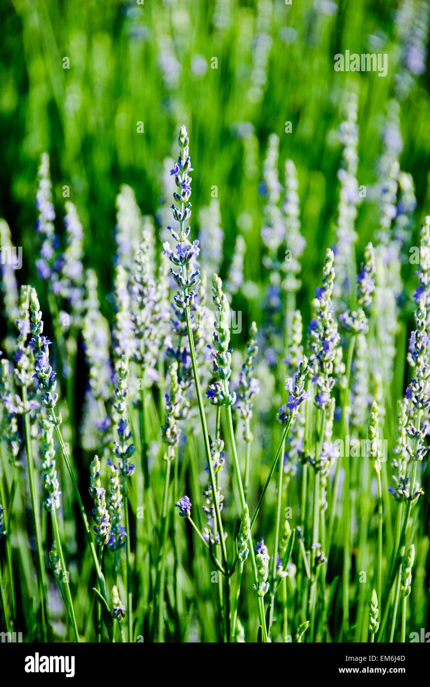 Lavendel Lavandula Angustifolia Viele Zweige Wachsen Im Feld