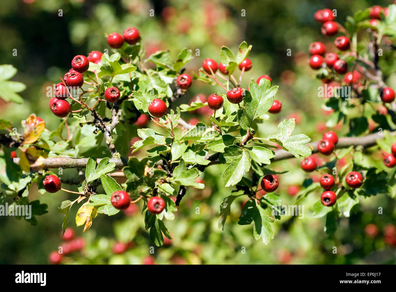 Weissdorn Frucht Crataegus monogyna Stockfoto, Bild