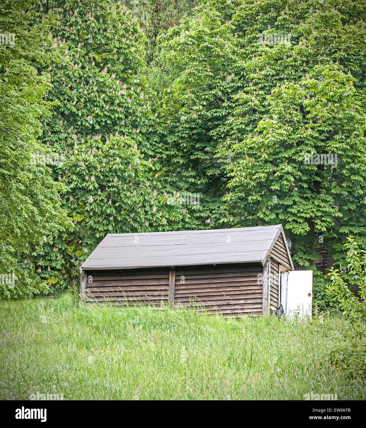 alte holzerne hutte im wald ew6kfb