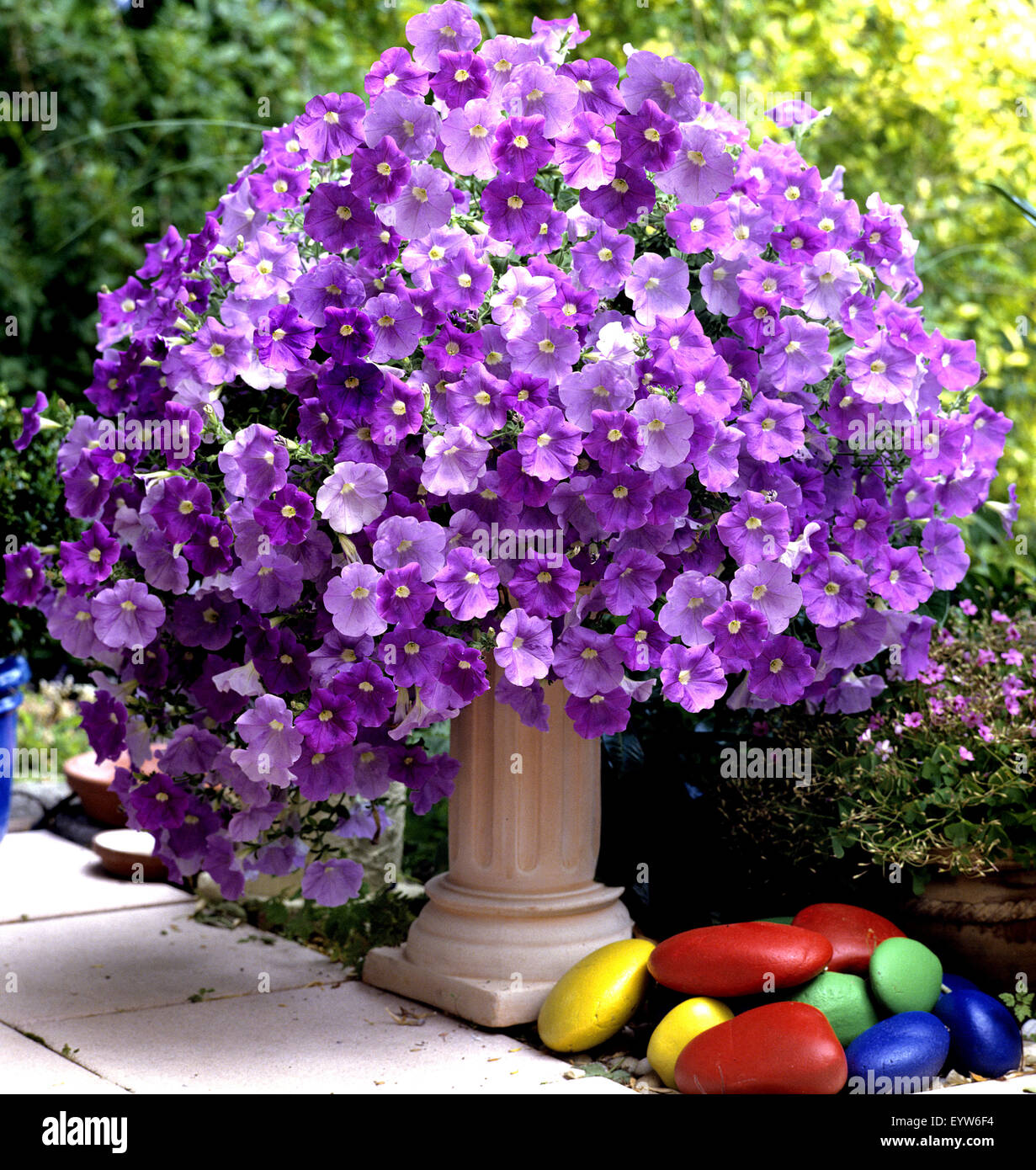 Petunie, Surfina, Balkonblumen, Blumen Auf Terrasse ...
