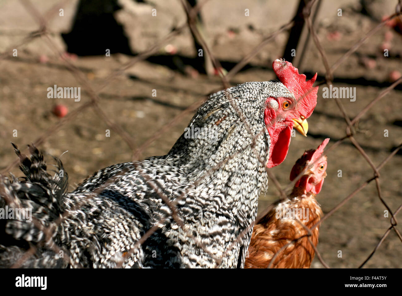 Hahn und Huhn Stockfoto, Bild 88748967 Alamy