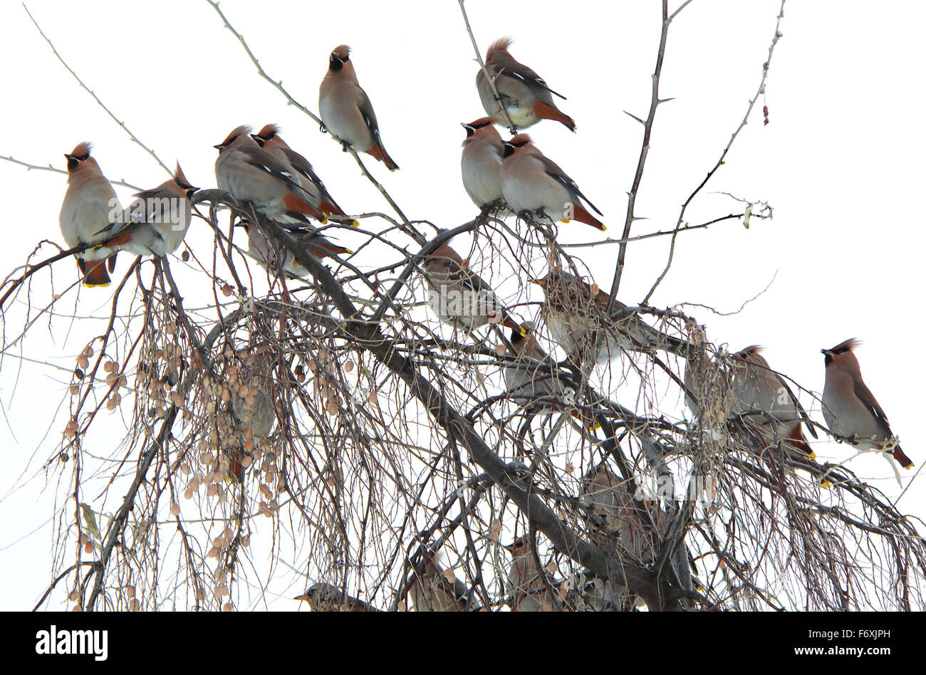 Elaeagnus Commutata Stockfotos & Elaeagnus Commutata Bilder Alamy