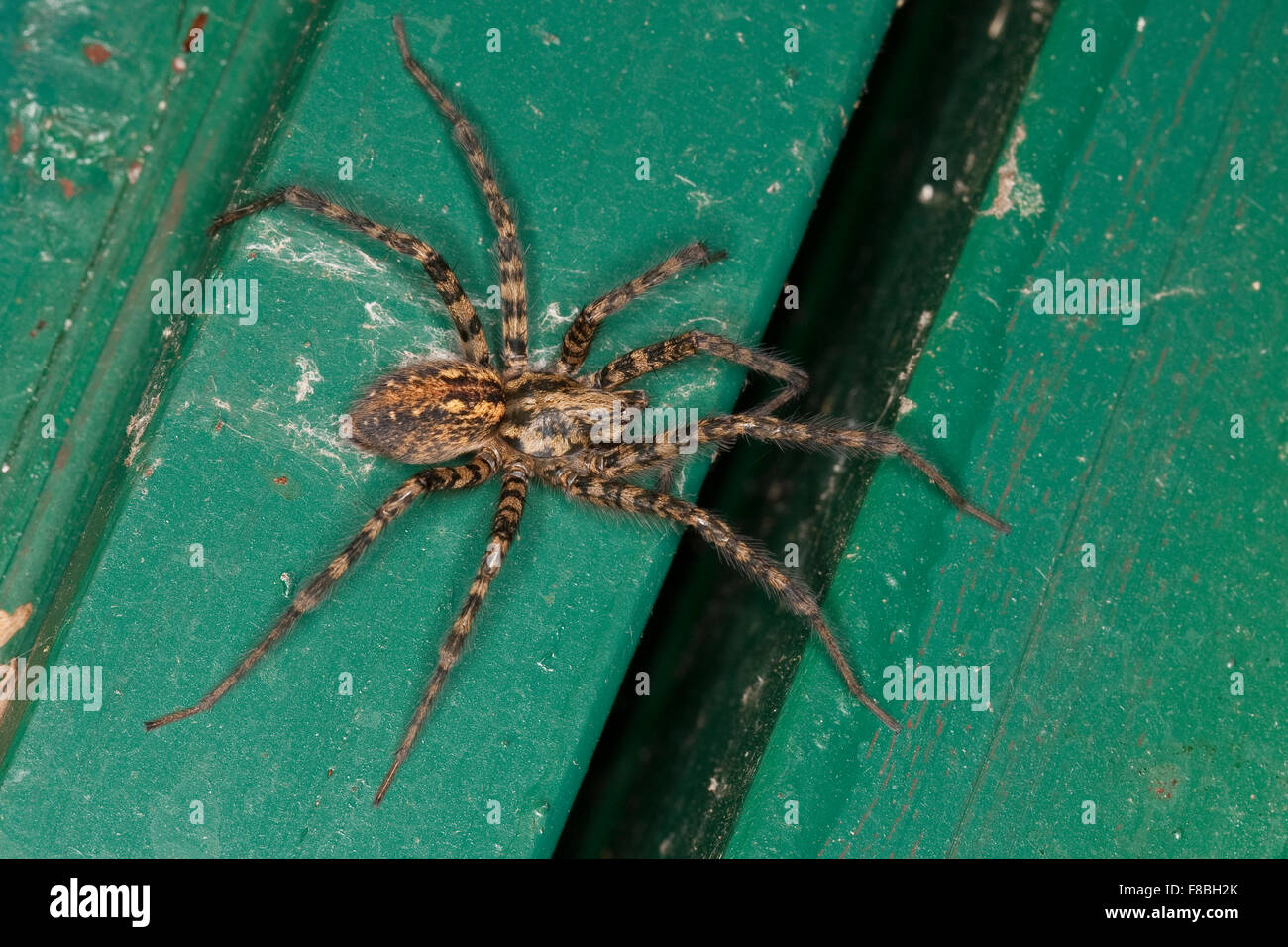 Trichternetzspinnen Stockfotos & Trichternetzspinnen Bilder - Alamy