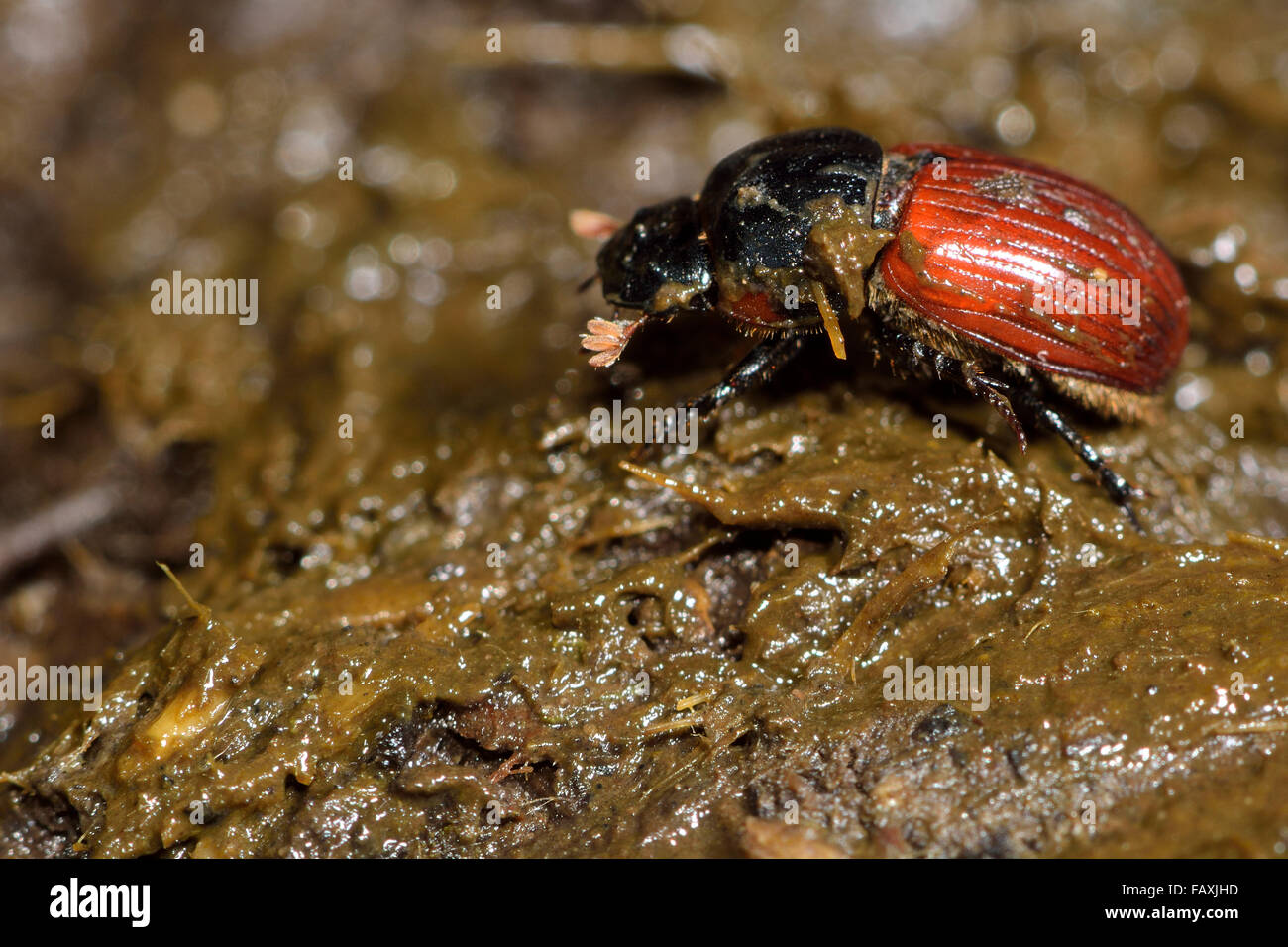 Aphodius Fimetarius Mistkäfer Auf Kuh Pat Ein Käfer In Der Familie