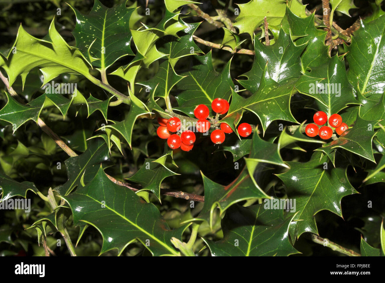 Grünen stacheligen Holly Blätter mit roten Beeren im Querformat