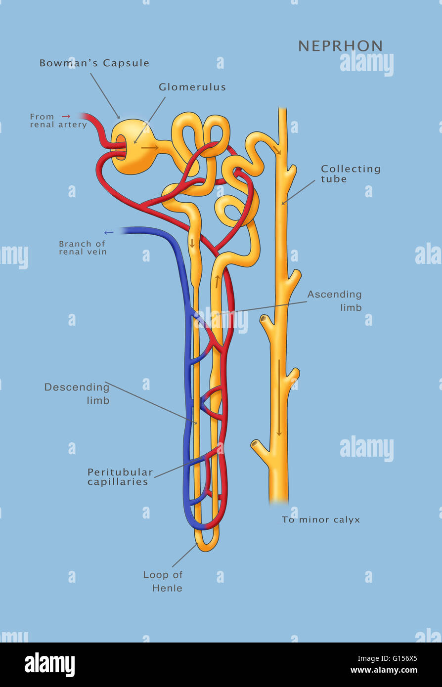 Kidney Glomerulus Anatomy Stockfotos & Kidney Glomerulus Anatomy Bilder