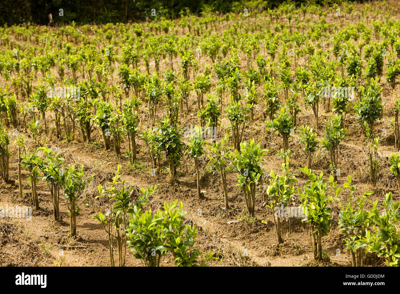 Coca, Erythroxylum CocaBlätter für KokainProduktion, Peru Stockfoto, Bild 111552608 Alamy