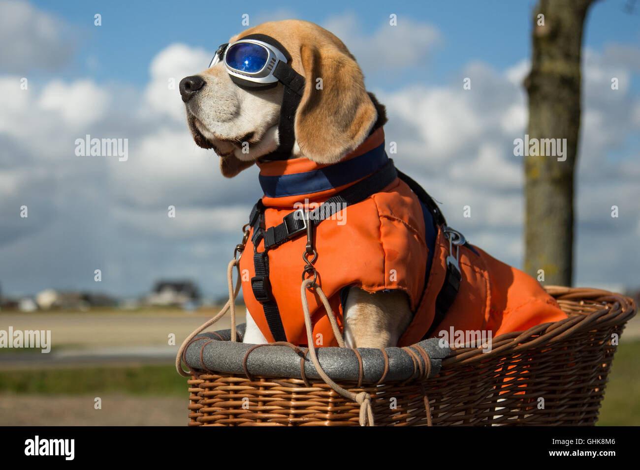 Beagle Hund tragen blaue Gläser oder Goggels, sitzen in einem