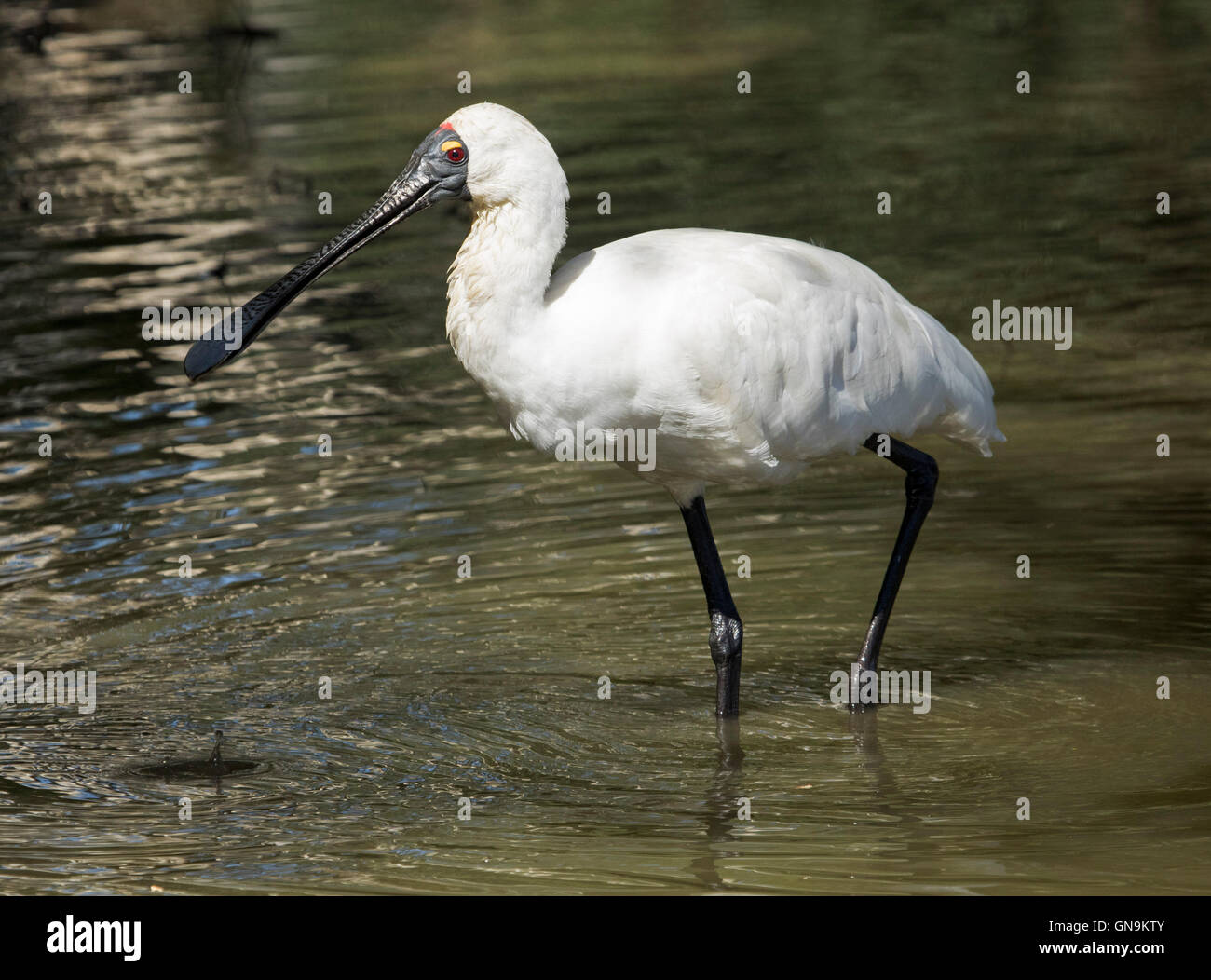 Große weiße waten Vogel, australischen royal Löffler, Platalea Regia