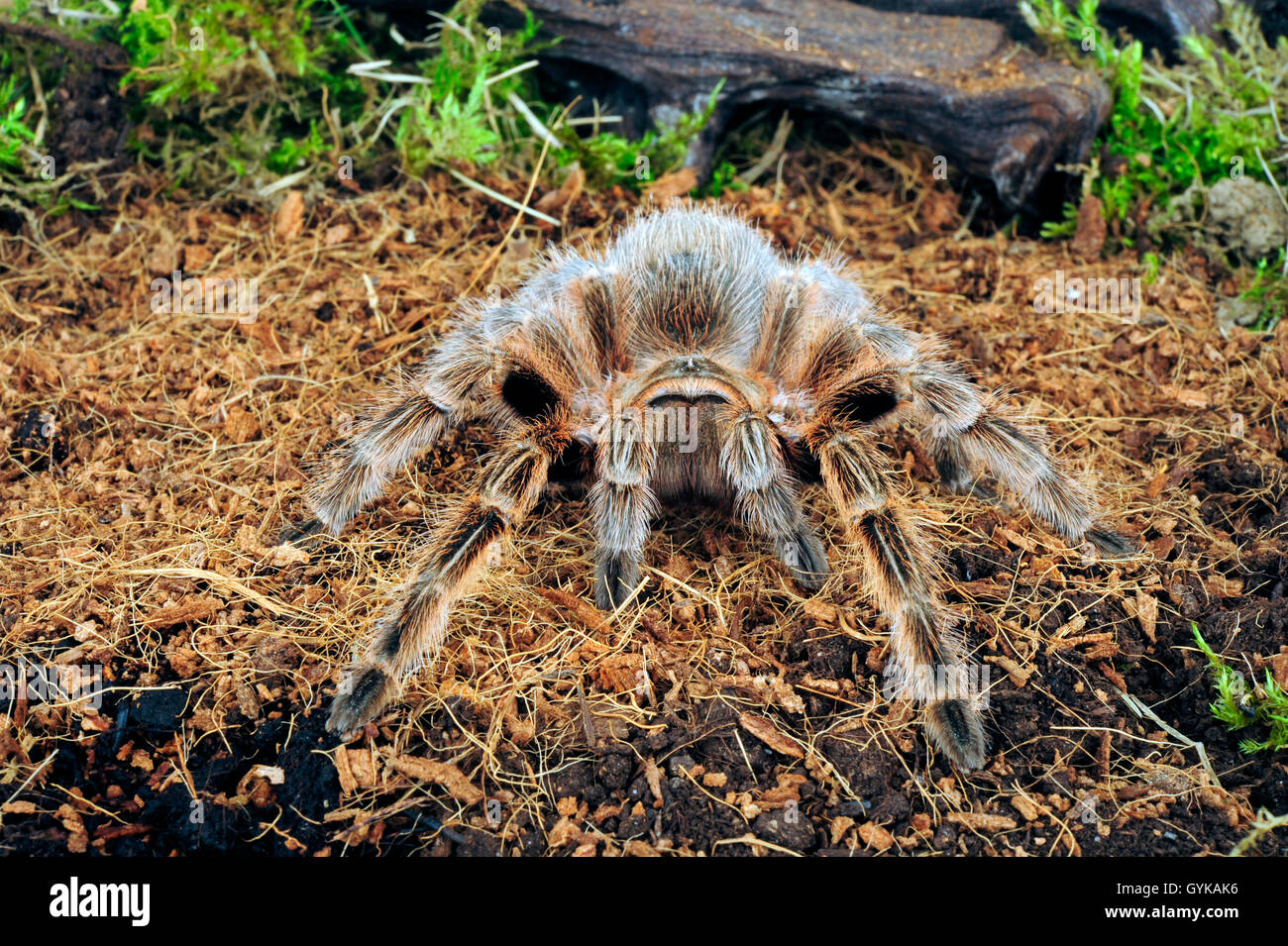 Vogelspinne, Lebensraum (Lebensraum Konzeption), Vogelspinne Im