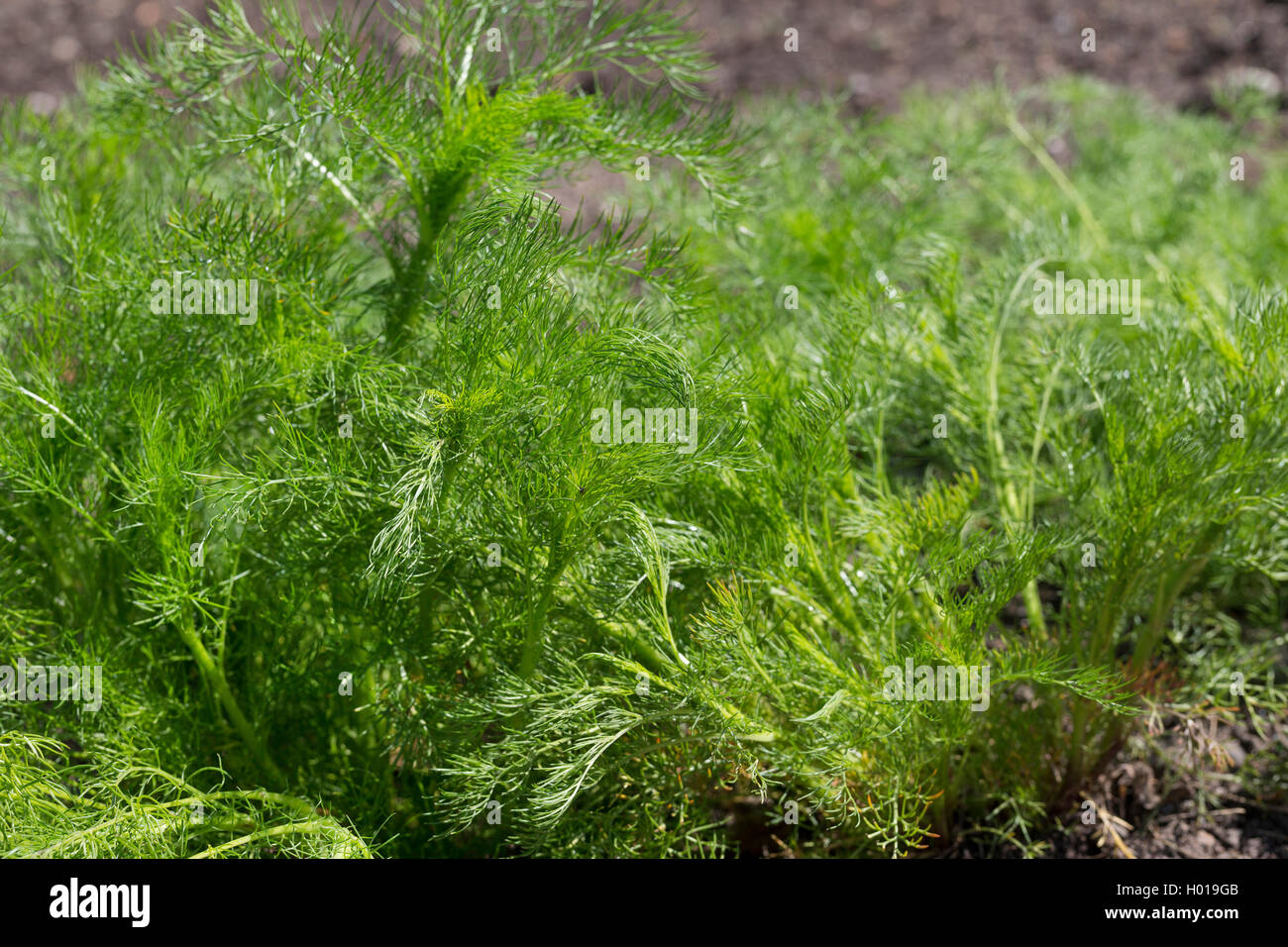 Echten Kamille (Matricaria Chamomilla, Matricaria Recutita), Junge ...