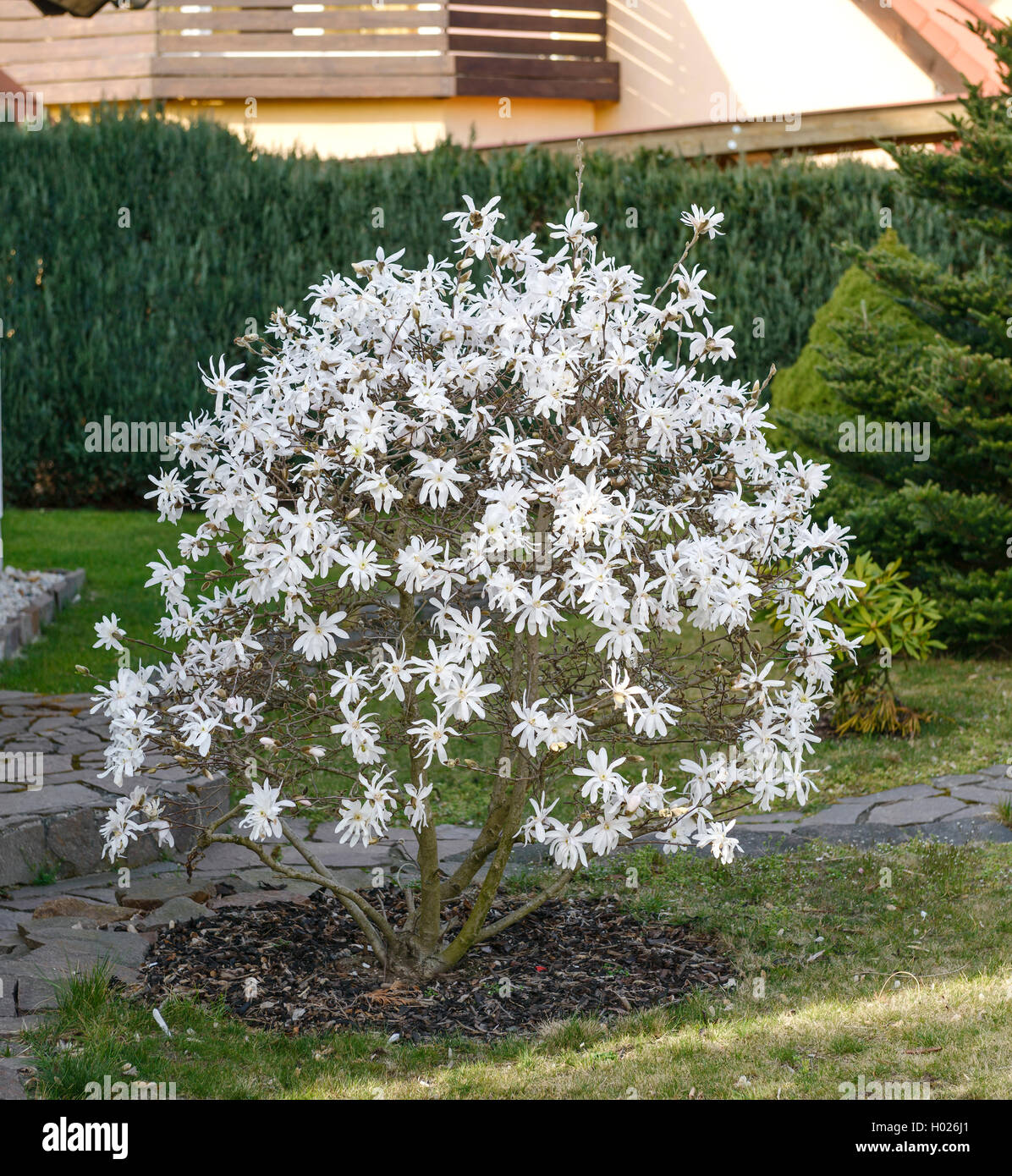 SternMagnolie, Sternmagnolie (Magnolia Stellata), Bluehende