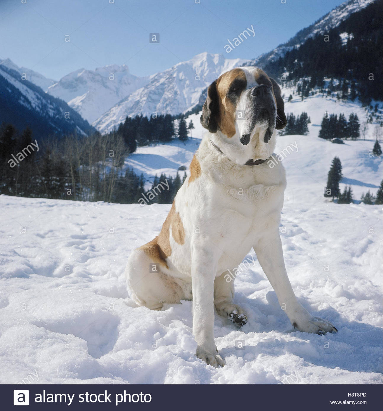 Bernhardiner, Winter, Berglandschaft, Berge, Tier, Tiere, Säugetiere
