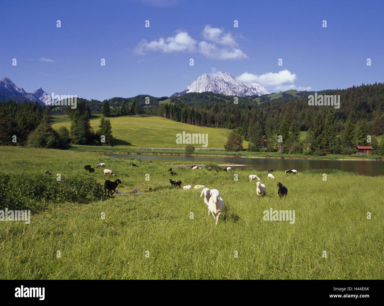 Alpine Stone Sheep Stockfotos & Alpine Stone Sheep Bilder - Alamy