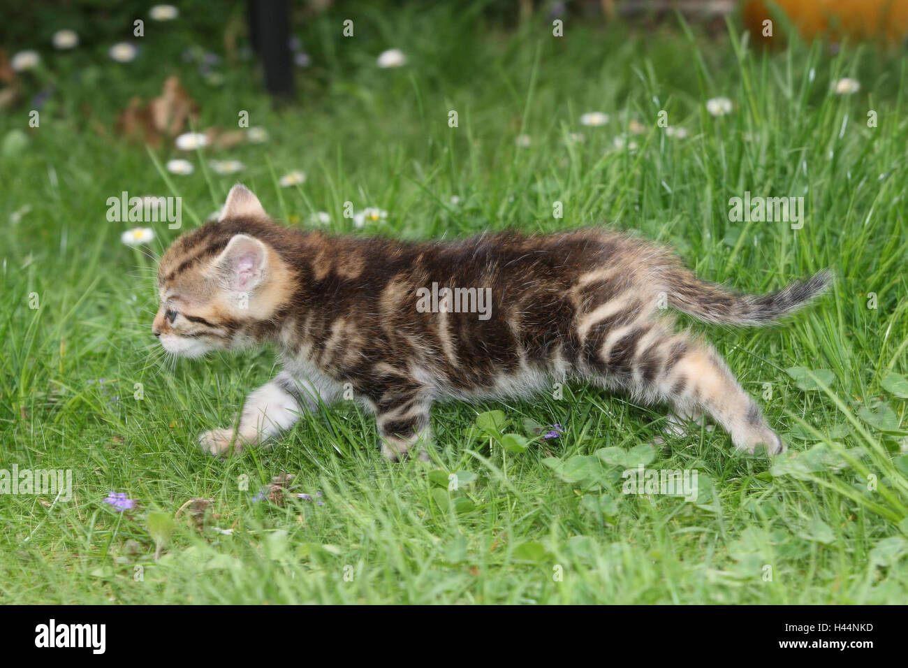 Katze, junge, Lauf, Seitenansicht, Wiese, Garten, Tiere, Säugetiere