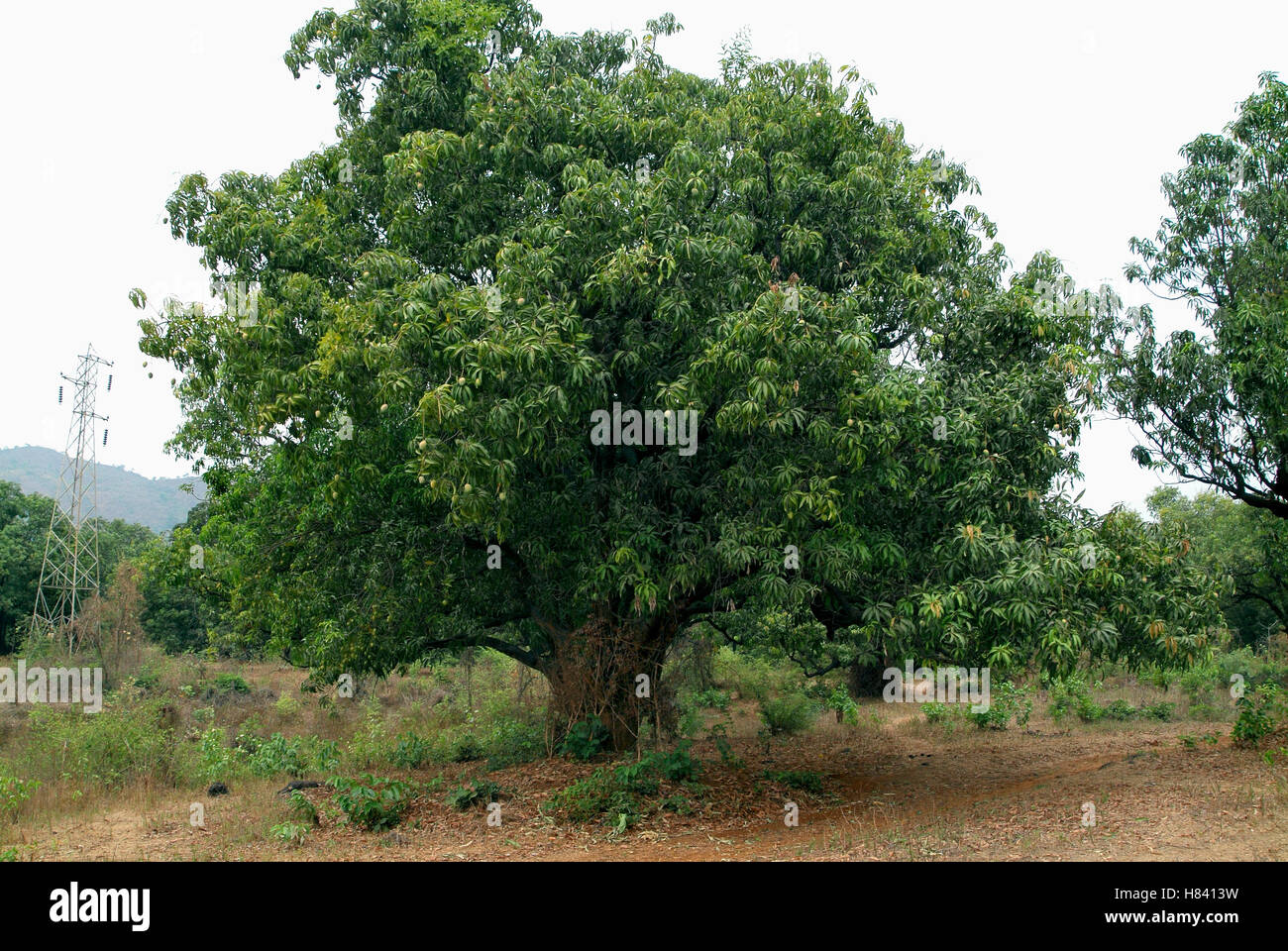 Mangobaum mit Mangos. Maharashtra, Indien Stockfoto, Bild 125478525