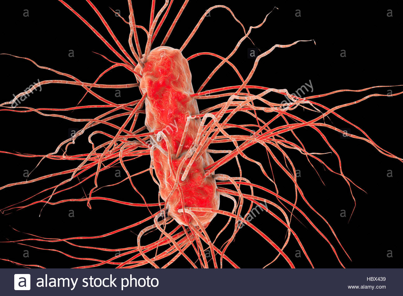e coli darm
