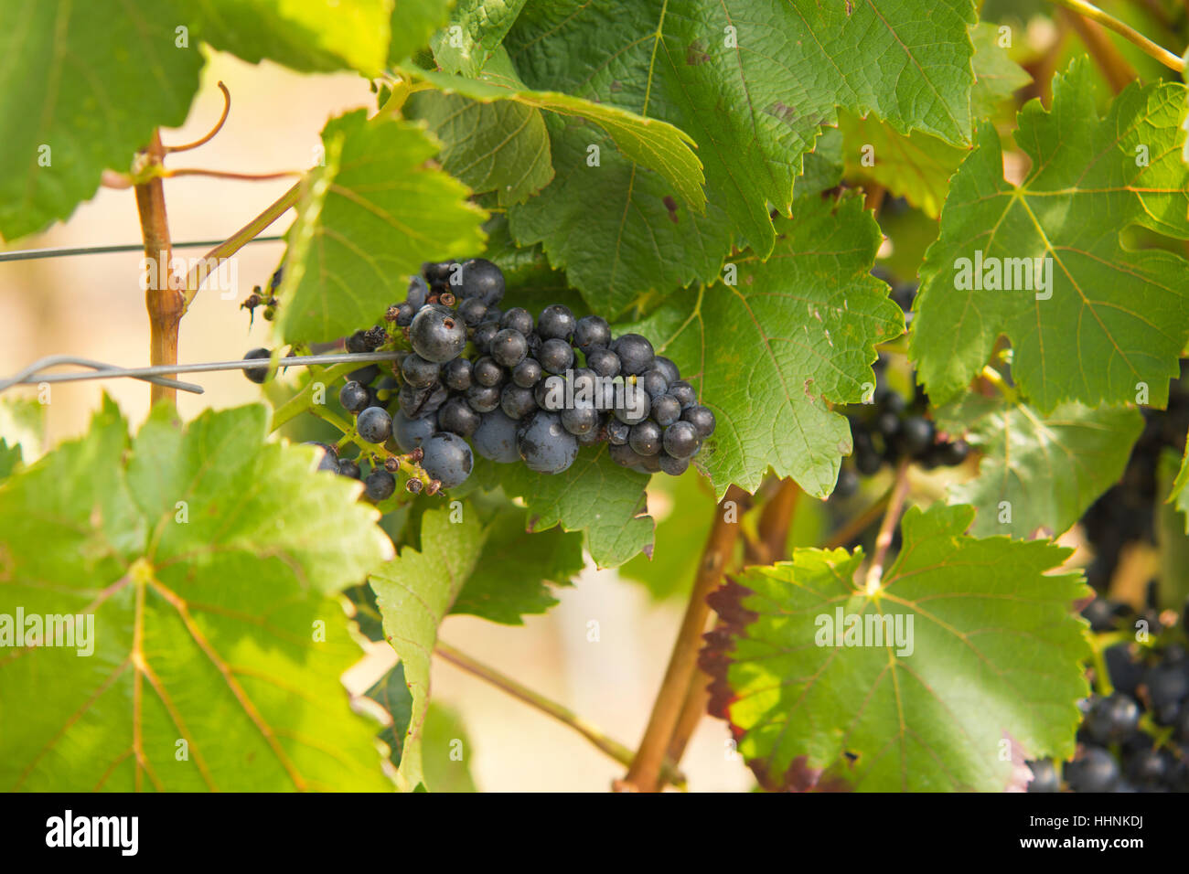 Weintrauben, Weinbau, Vintage, Rebe, Weinrebe, Rebe, Trauben Stockfoto
