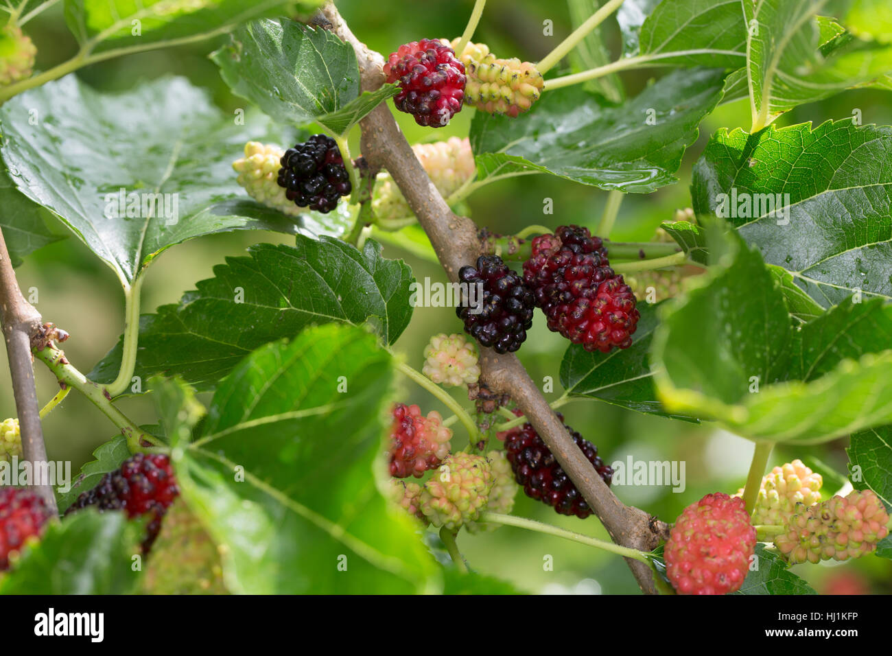 Schwarzer Maulbeerbaum, Frucht, Früchte, Schwarze Maulbeere, Maulbeeren