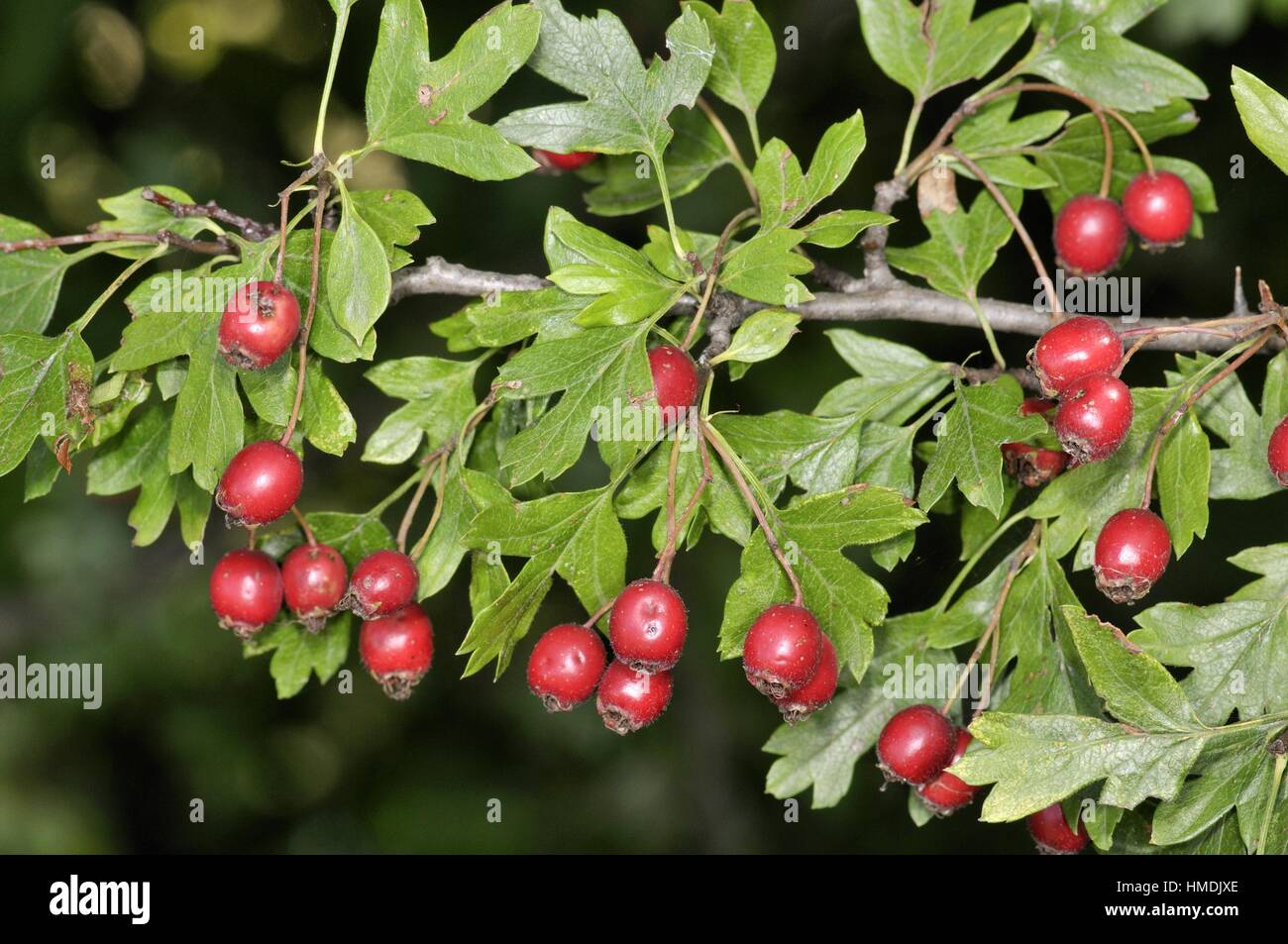 Crataegus monogyna jacq Fotos und Bildmaterial in hoher Auflösung Alamy