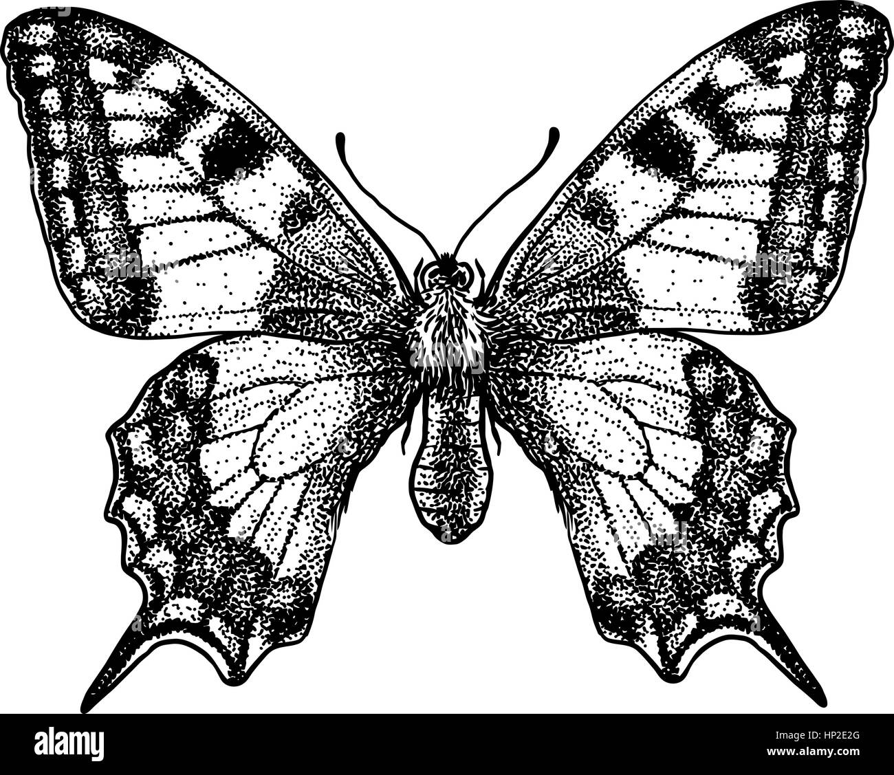 Schmetterling, Illustration, Gravur, Zeichnung, Tusche Vektor Abbildung