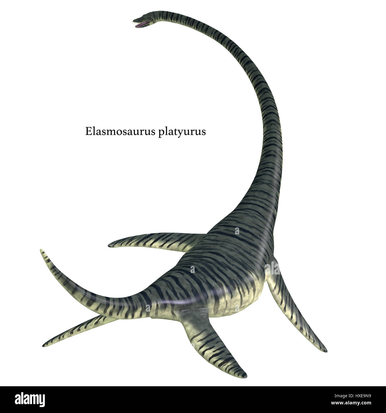 Elasmosaurus war ein marine Plesiosaurier Reptil, das in Nordamerika
