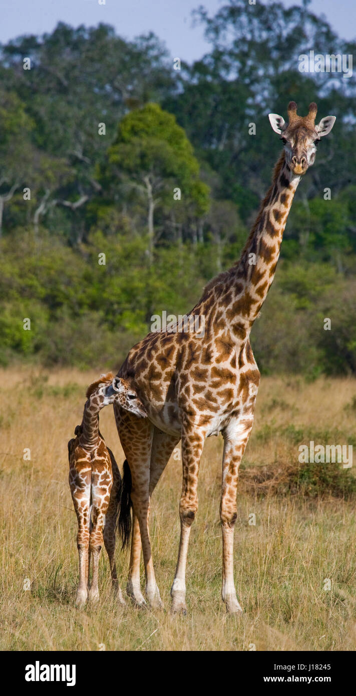 Weibliche Giraffe Mit Einem Baby In Der Savanne Kenia Tansania Ost