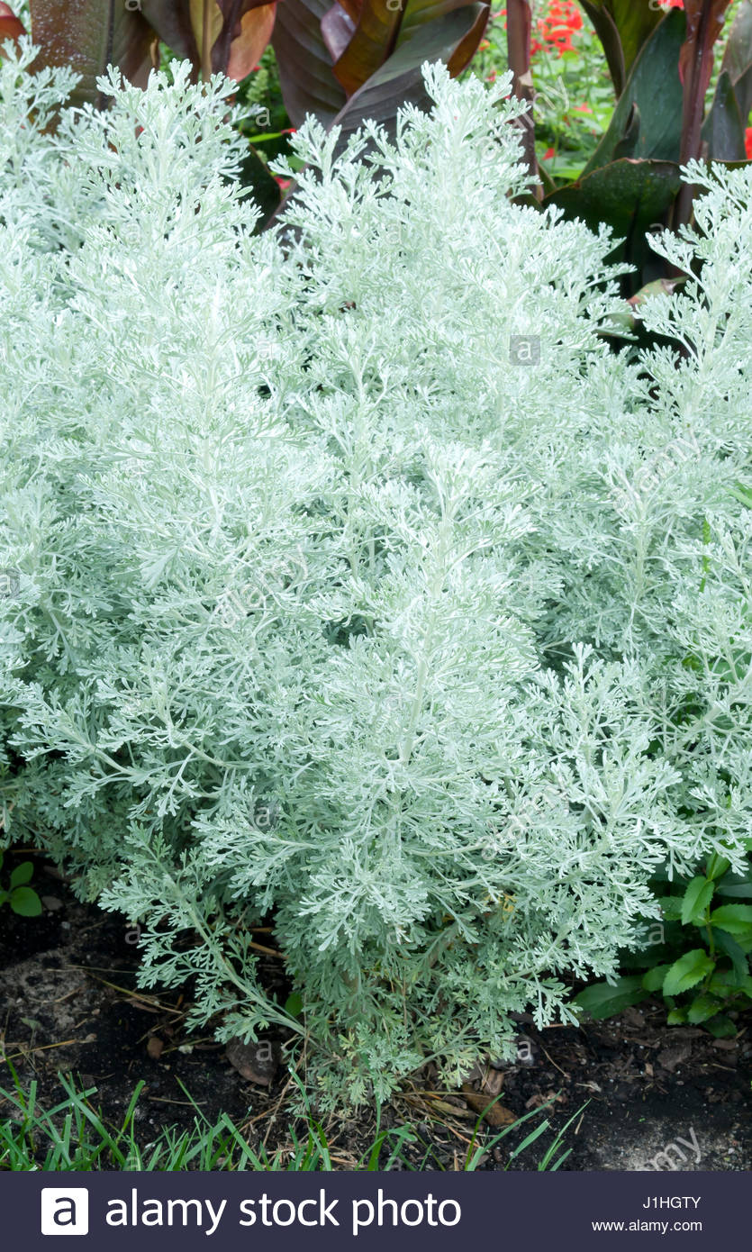 ARTEMISIA “PARFUM D’ETHIOPIA Stockfoto, Bild: 138684027 - Alamy