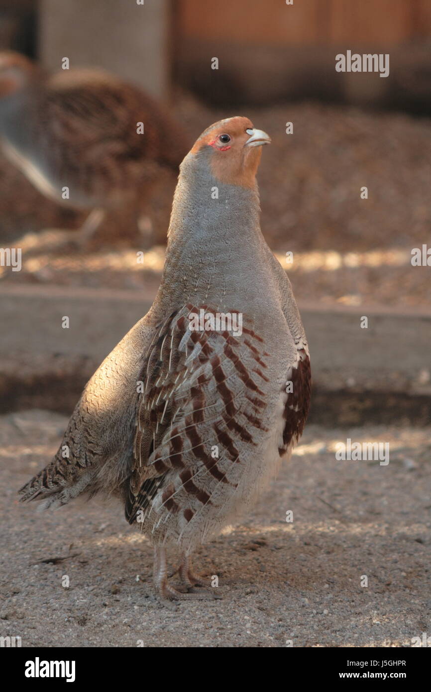 Vogelschutz Natur Vögel schüchtern selten Huhn droht