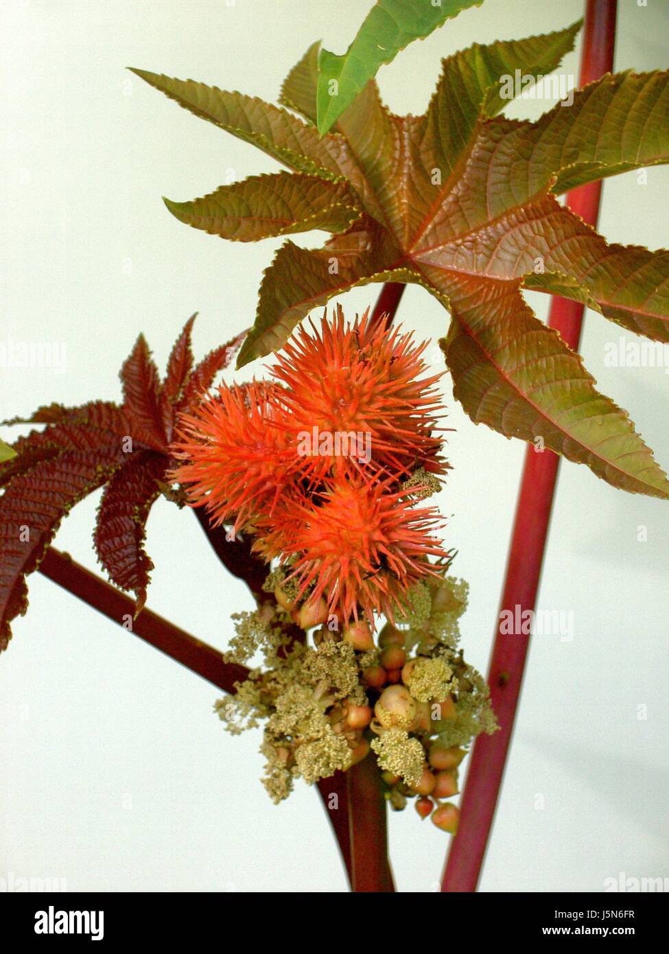 Leaf Stachel stacheligen Samen Schiff Kapsel Pflanze Natur Wunderbaum Rizinus ricinus Stockfoto