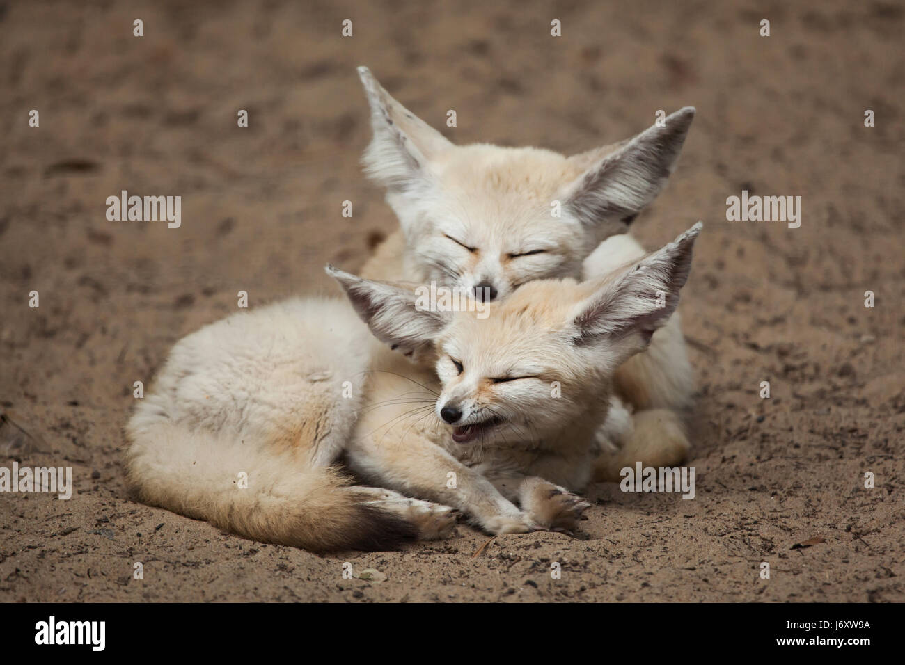 Fennec Füchse Vulpes Zerda Tierwelt Tier Stockfotografie Alamy