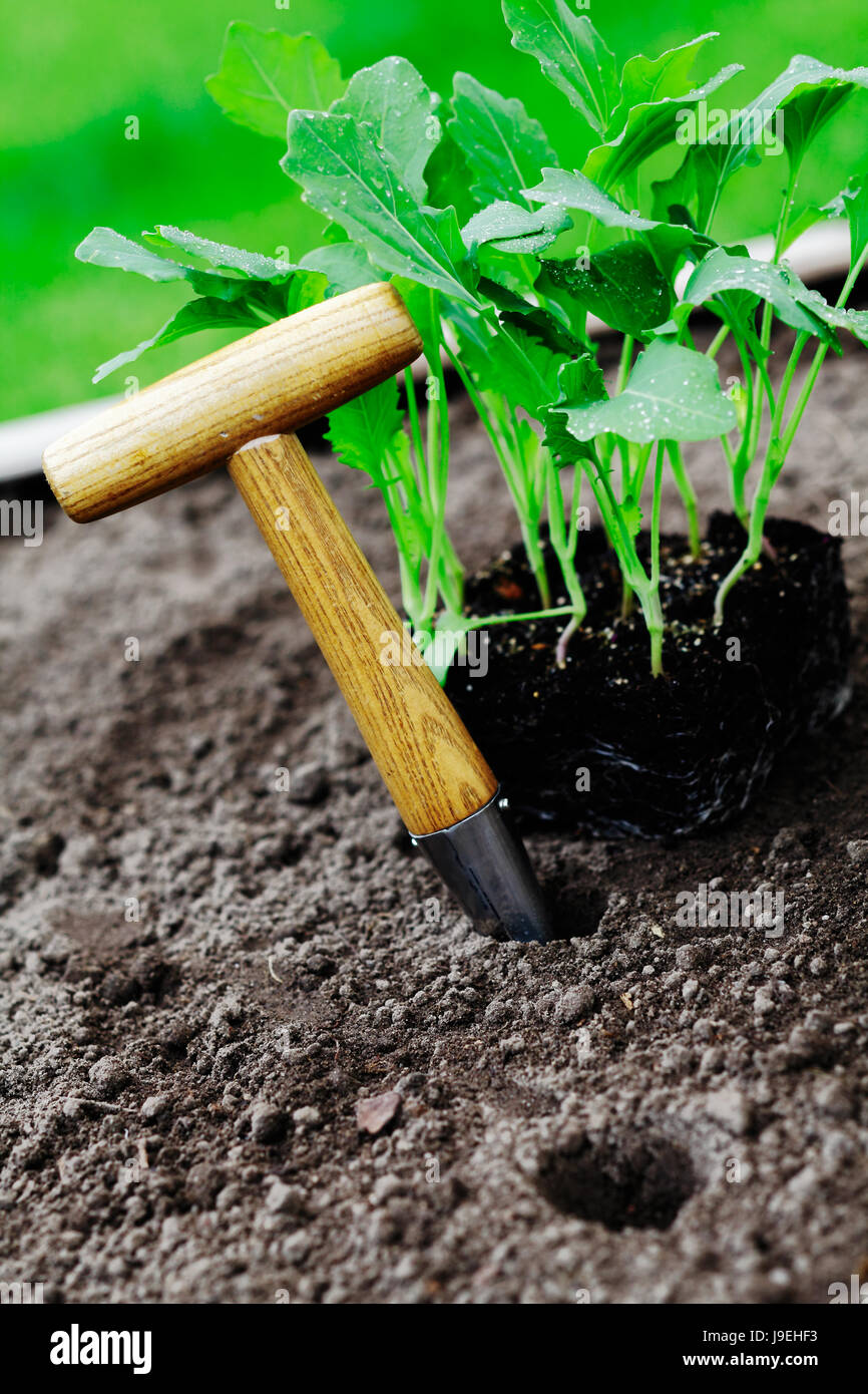 Werkzeug, Garten, Boden, Boden, Erde, Humus, neu, Sommer