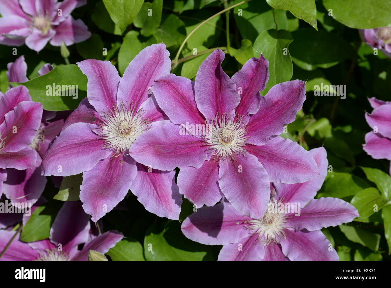 Clematis, Waldrebe, Blume, Rosa, rosa, Blumen, Strauch, Busch, Blüte