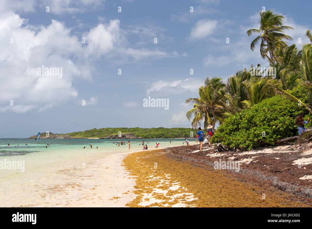 Große Mengen von SargassumAlgen lag an Land am Strand "Anse Michel" in Martinique Stockfoto