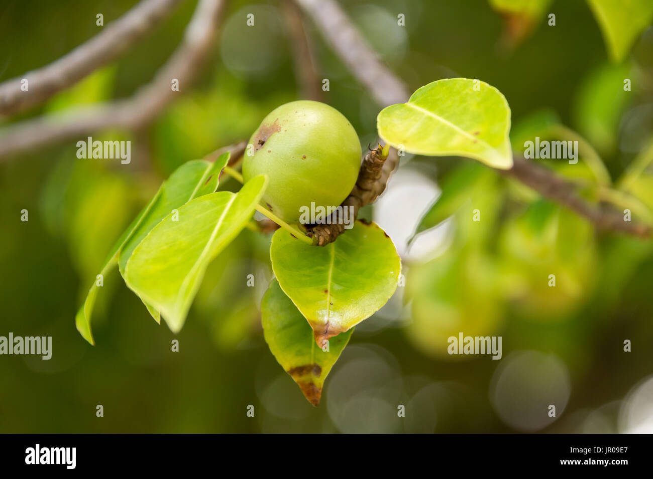La Martinique Stockfotos & La Martinique Bilder Alamy