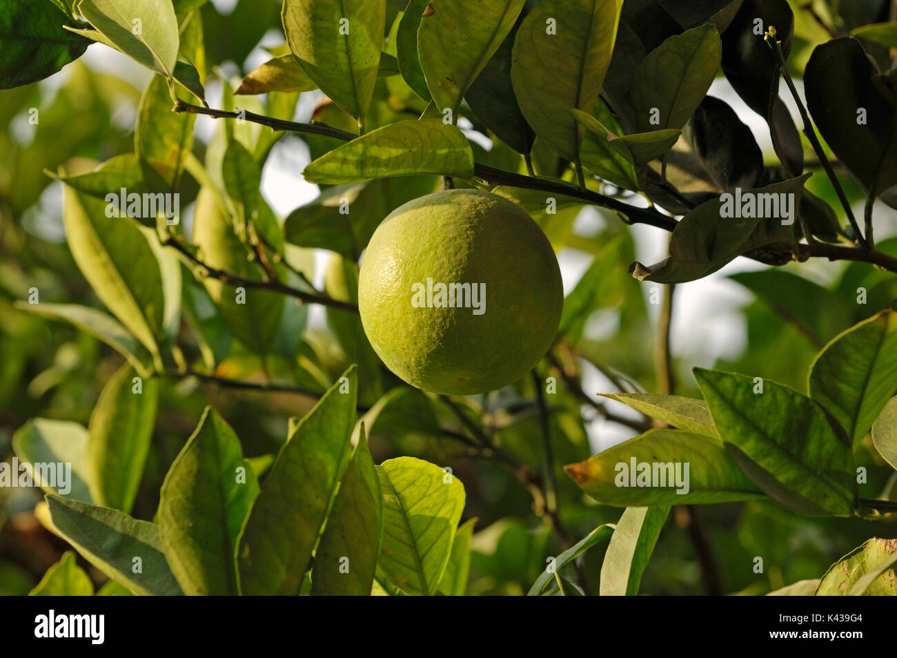 Pomelo, Frucht am Baum, Rajasthan, Indien/(Citrus maxima) Pampelmuse
