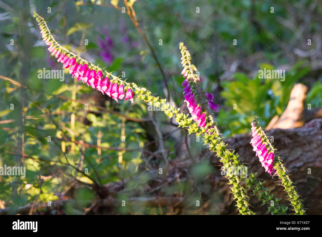 fingerhut digitalis purpurea wachsen in der lichtung von biber erstellt das fllen von bumen und schaffen so neue kologische nische gutes beispiel fr - Okologische Nische Beispiel fingerhut digitalis purpurea wachsen in der lichtung von biber erstellt das fllen von bumen und schaffen so neue kologische nische gutes beispiel fr - Okologische Nische Beispiel