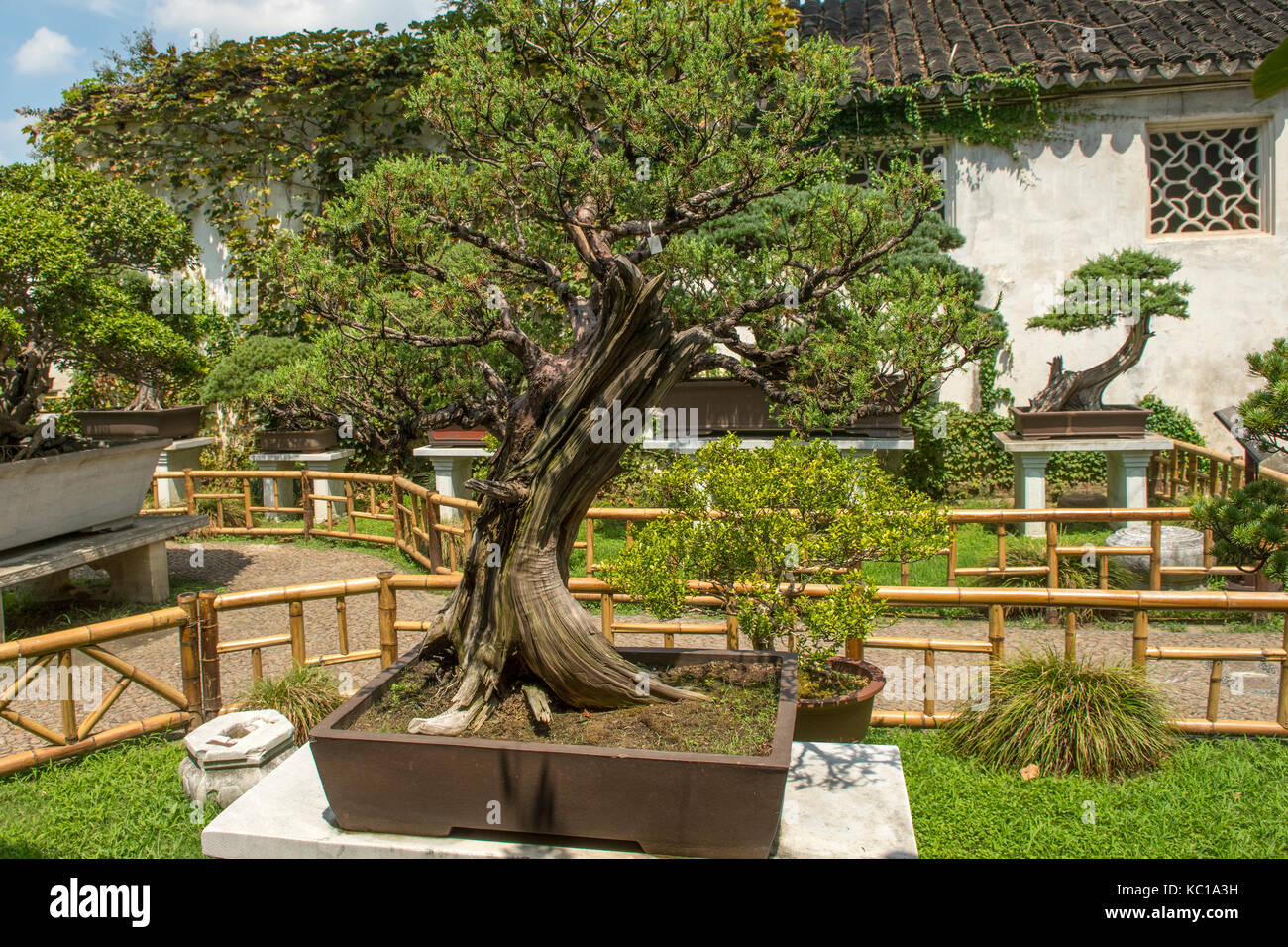 bonsai baum garten, bonsai baum in bonsai garten, den lingering garten, suzhou, china, Design ideen