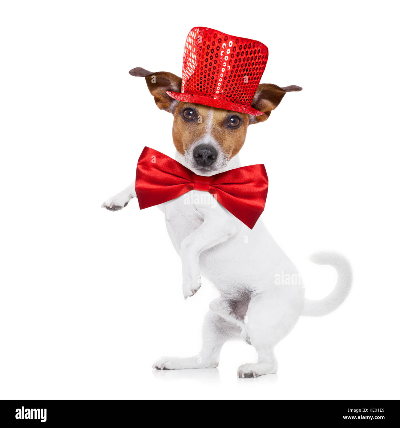 Jack Russell Terrier Party Celebration Stockfotos & Jack Russell
