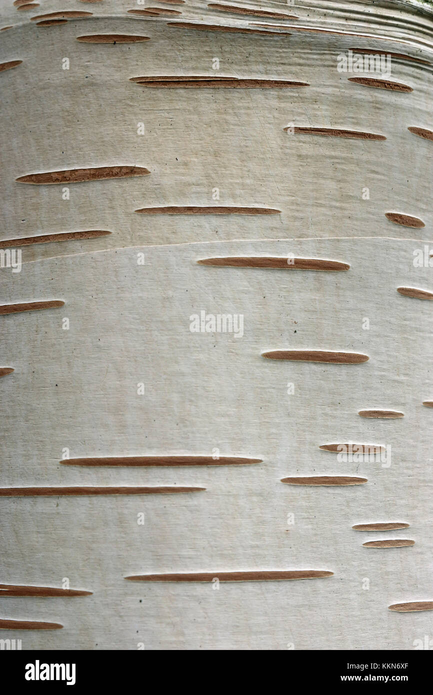 Birke (Betula utilis var. jacquemontii) Baumstamm mit attraktiven