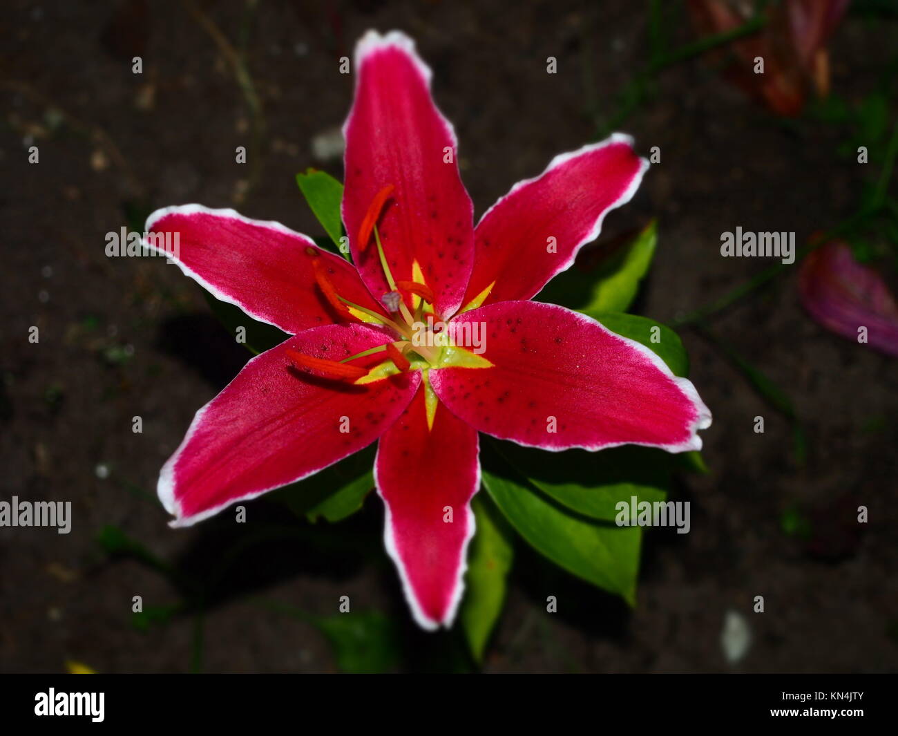 Die Knospe eine rote Lilie. Garten Blume. Closeup Stockfoto