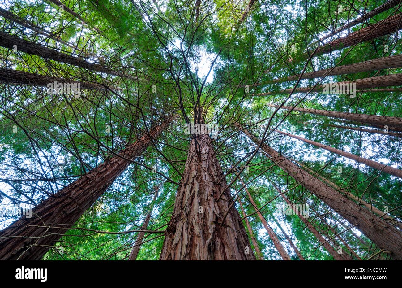 SEQUOIA SEQUOYA (Sequoia sempervirens) ist der einzige lebende Arten