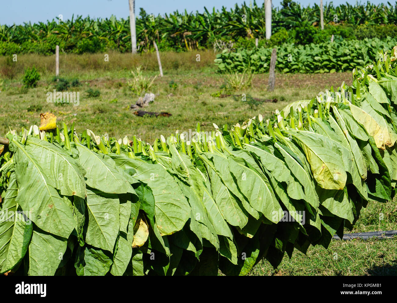 Burley Tobacco Leaves Stockfotos & Burley Tobacco Leaves Bilder Alamy