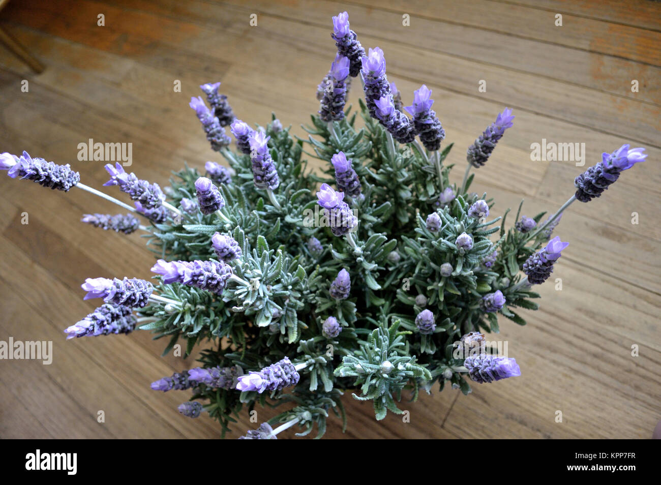 Lavendel Pflanzen in voller Blüte gegen rustikalen, mit Holz Stockfoto