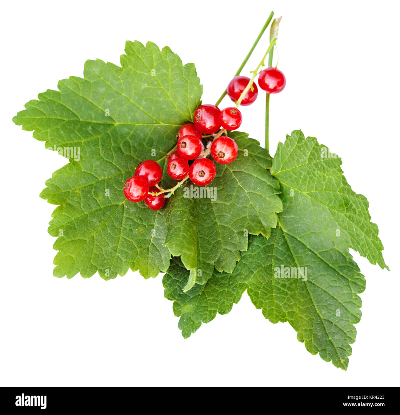 Beeren und grüne Blätter der roten Johannisbeere Anlage Stockfoto, Bild