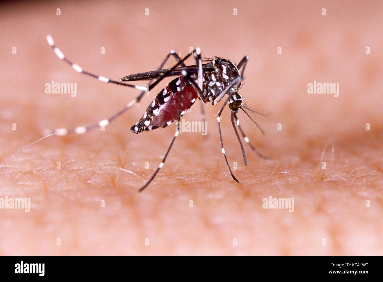 Dengue Fieber Zika Und Chikungunya Fieber Stechm Cken Aedes Aegypti