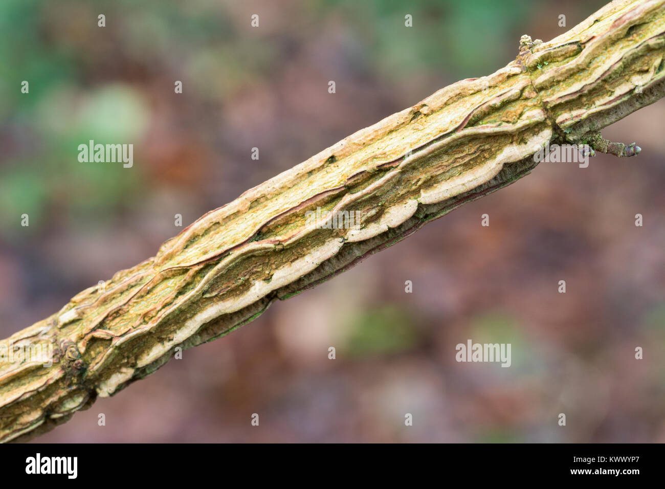 Feldahorn Feld Ahorn (acer Campestre) Stockfotos & Feldahorn Feld Ahorn